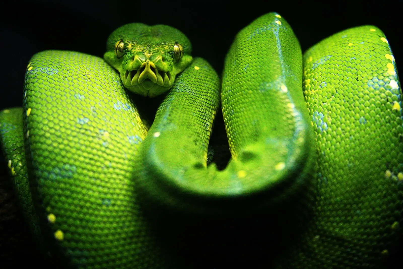 Green-Tree-Python 16