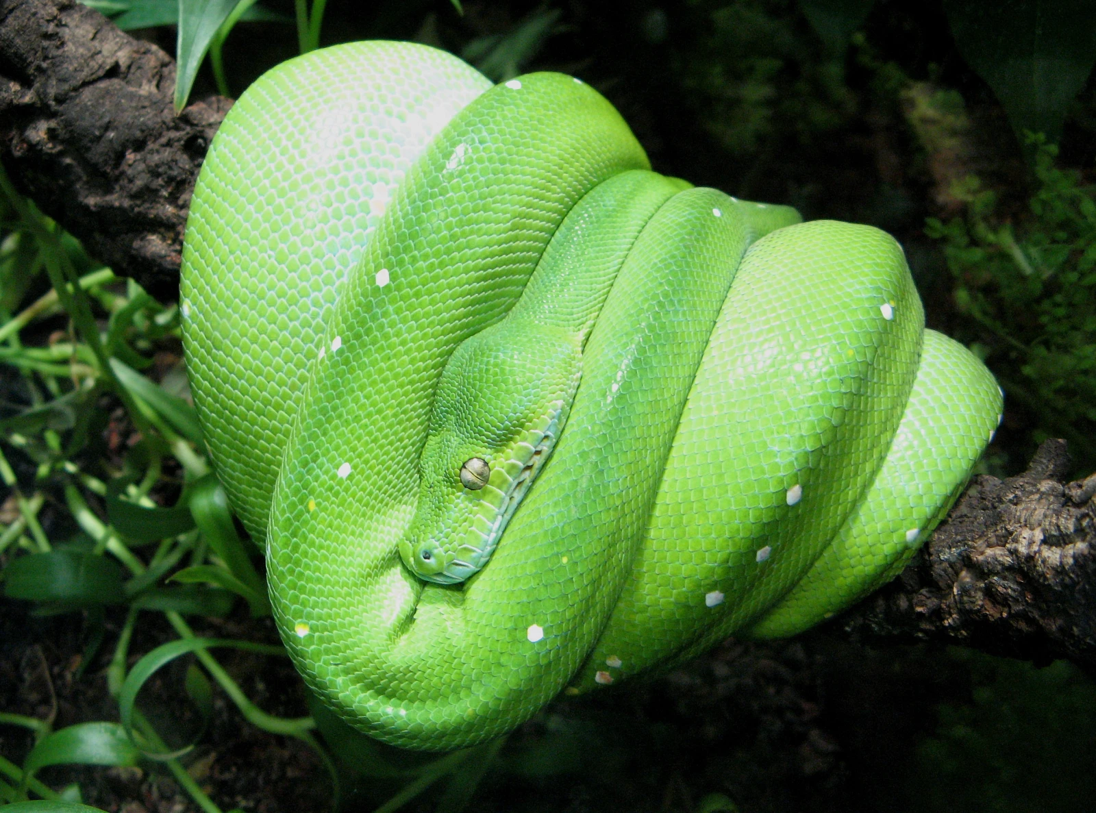 Green-Tree-Python 17