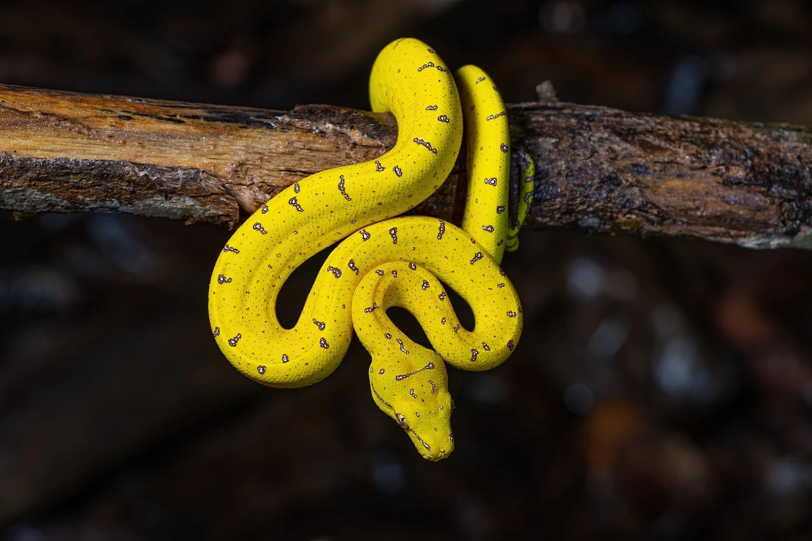 Green-Tree-Python 18