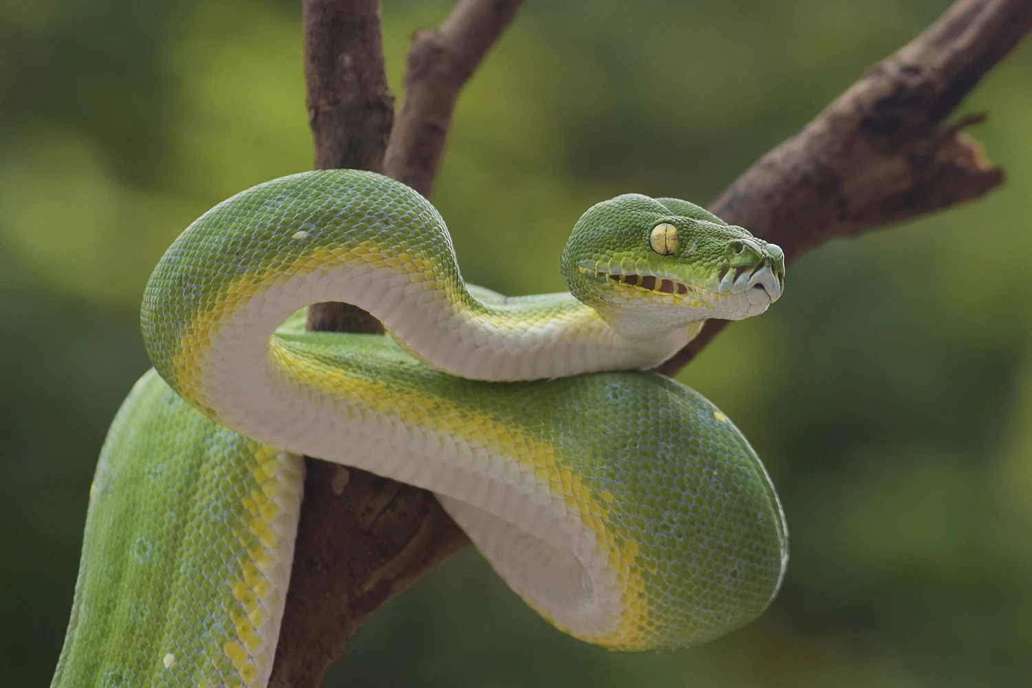 Green-Tree-Python 19