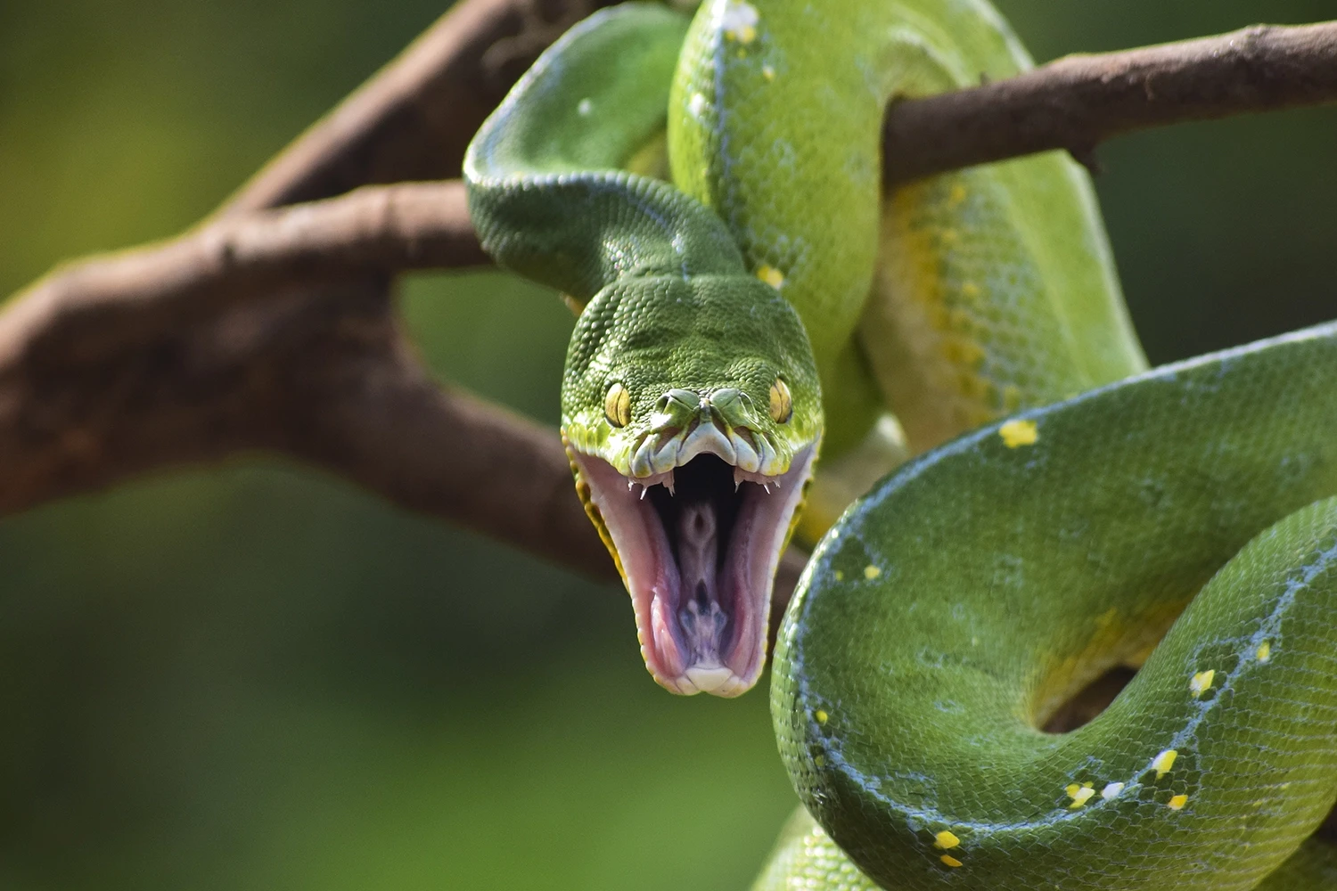 Green-Tree-Python 20
