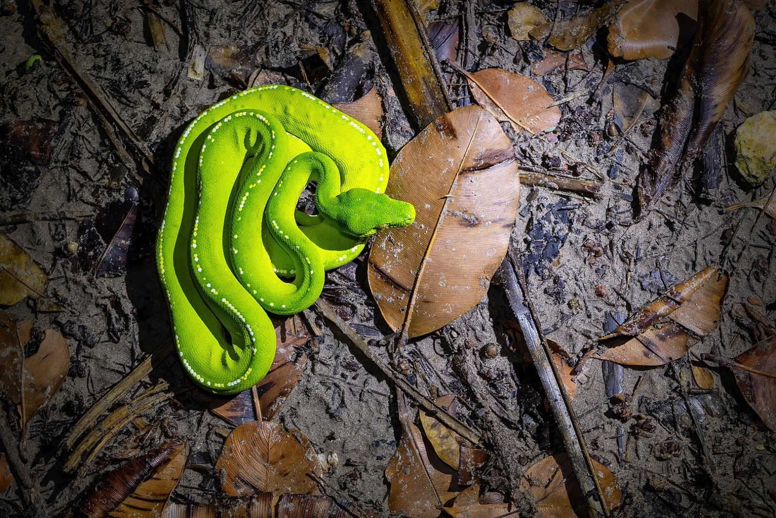 Green-Tree-Python 21
