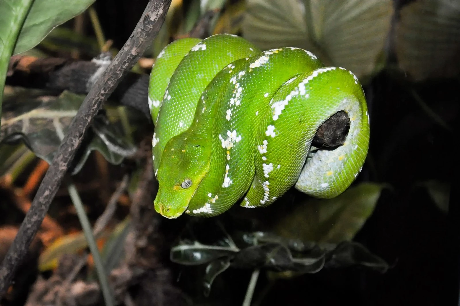 Green-Tree-Python 22