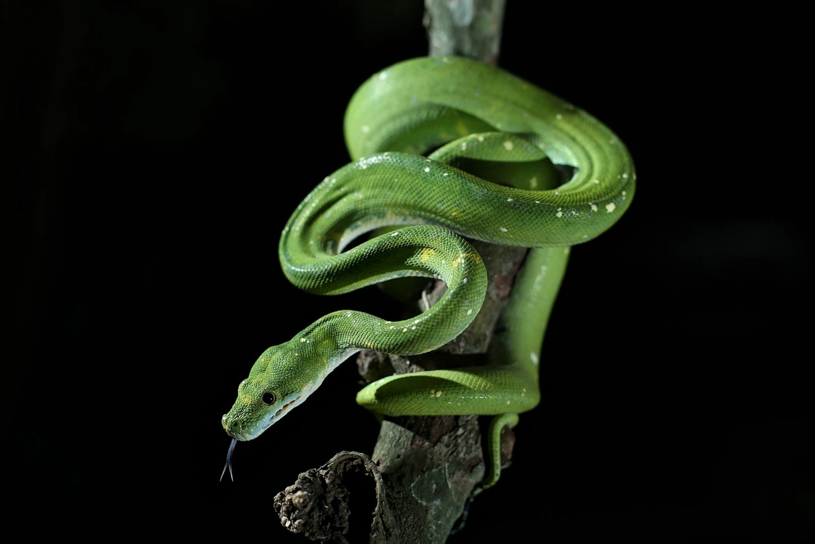 Green-Tree-Python 23