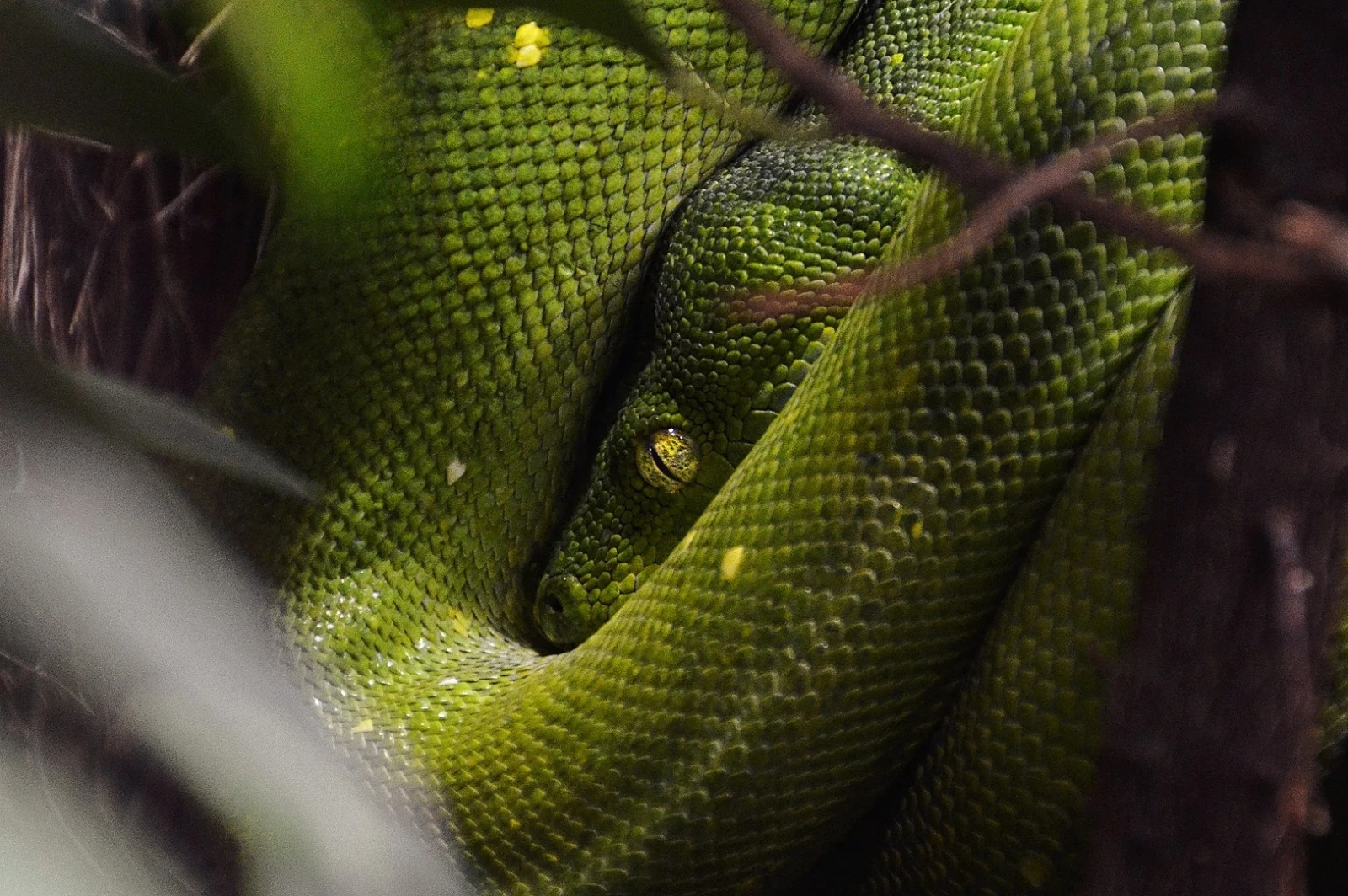 Green-Tree-Python 24