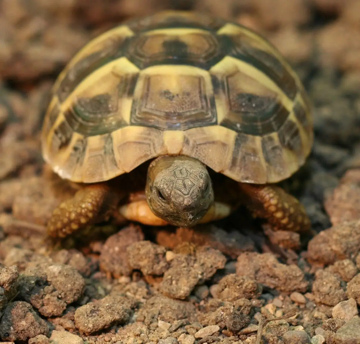 La tortue d'Hermann, une centenaire sous protection