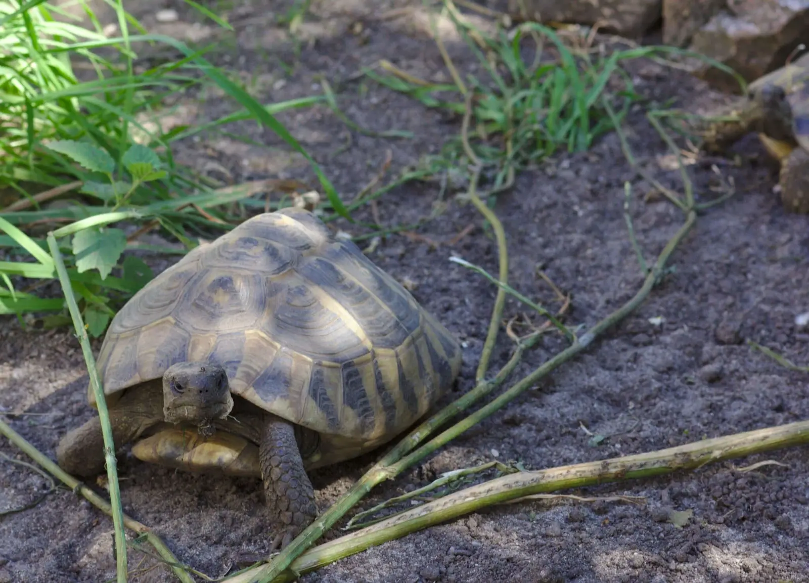Tortue d'Hermann