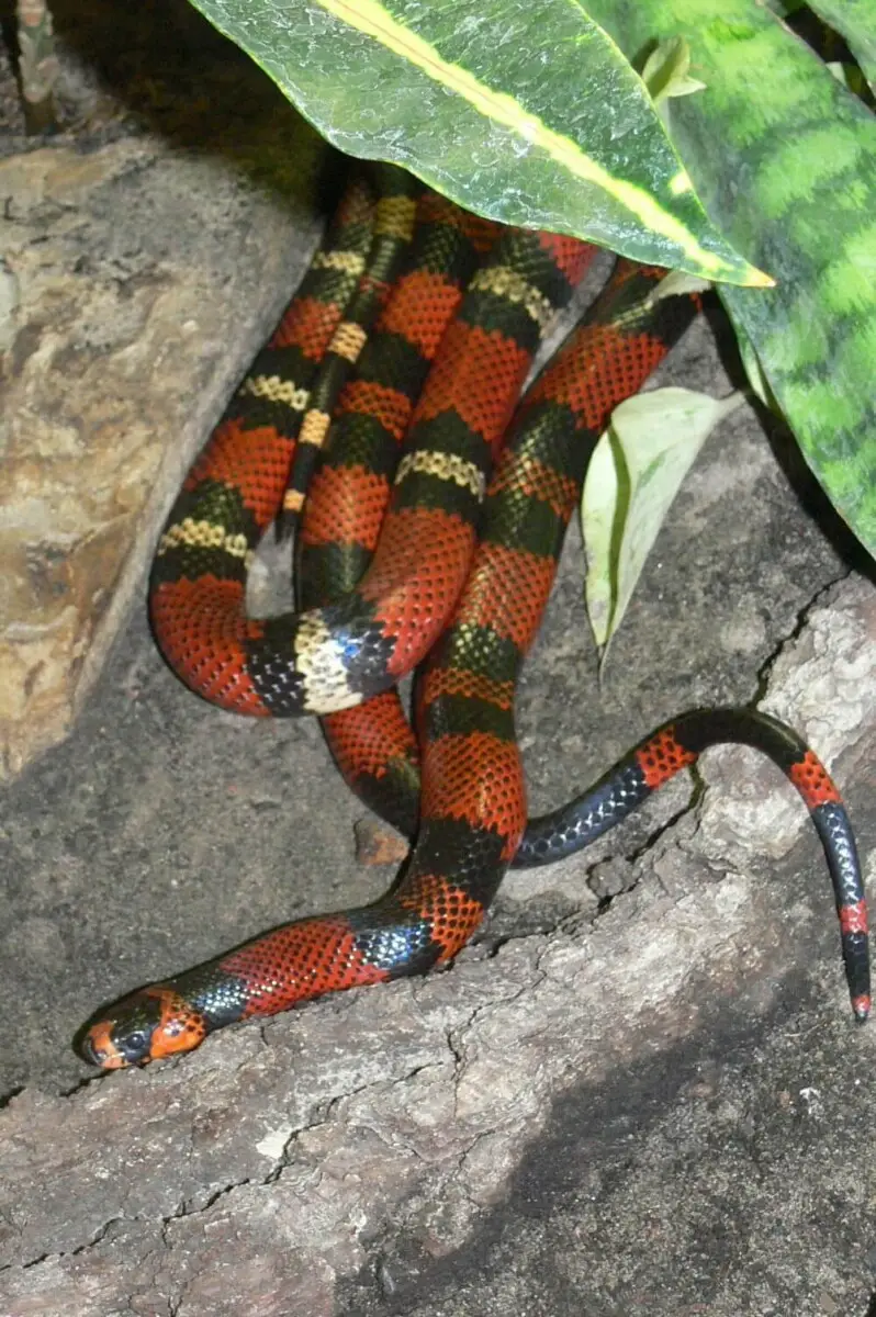Honduran-Milk-Snake 01