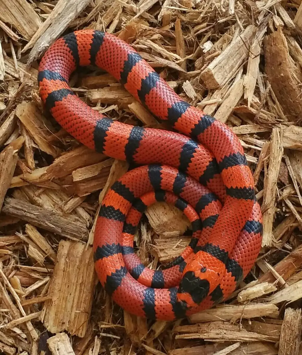 Serpent faux-corail du Honduras