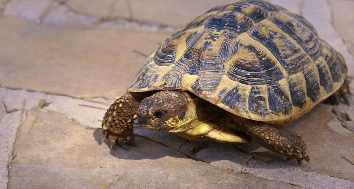 Horsfields-Tortoise 01