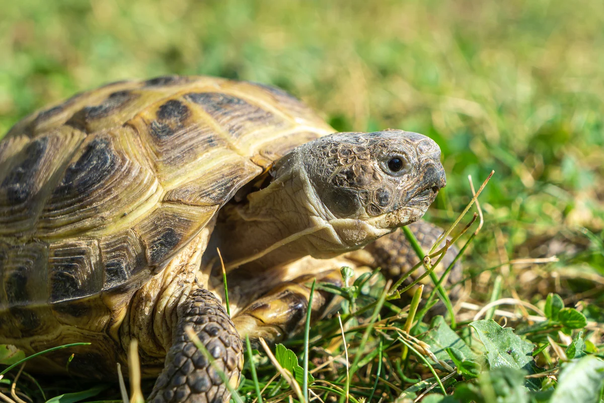 Horsfields-Tortoise 02