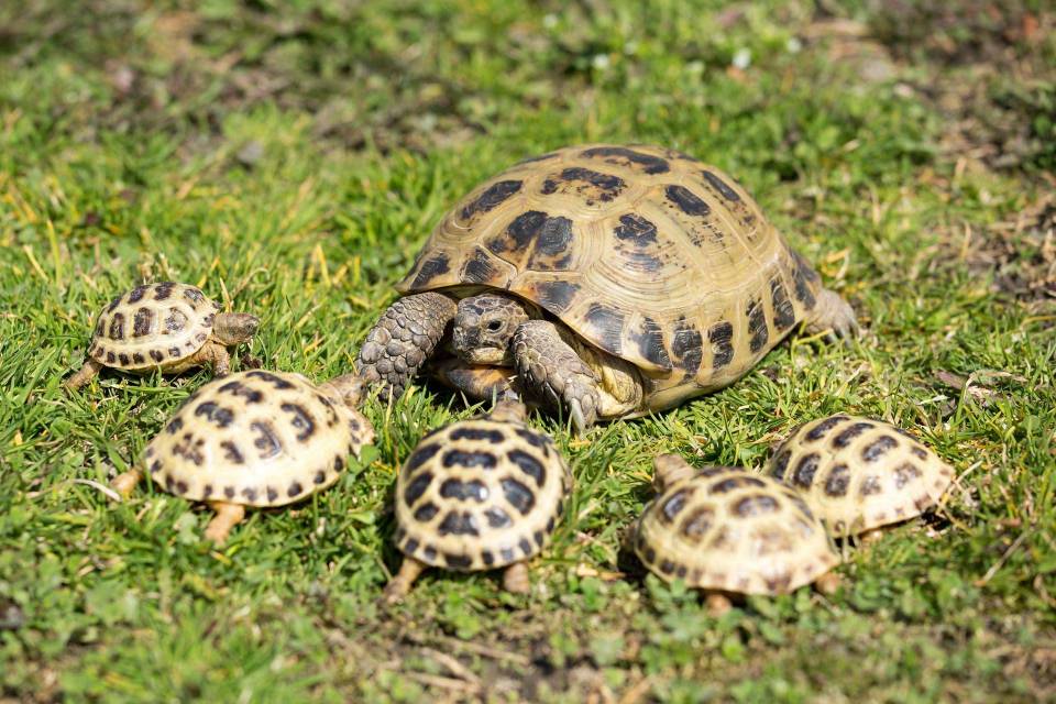 Horsfields-Tortoise 03