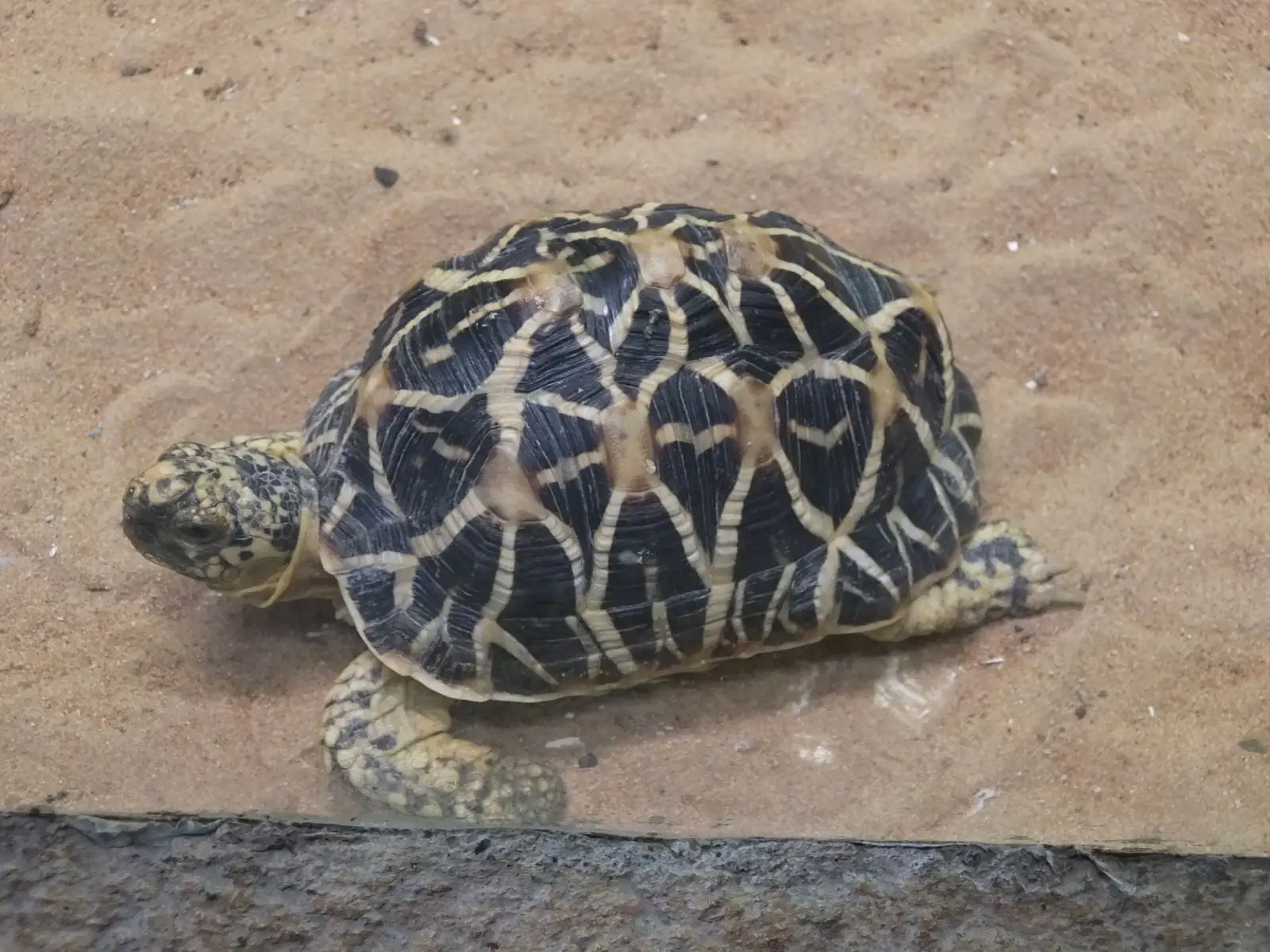 Indian-Star-Tortoise 01