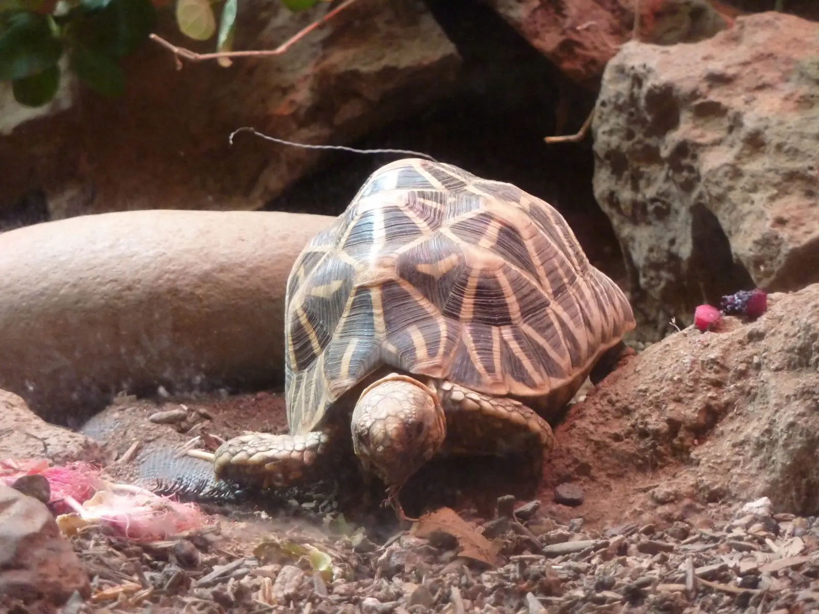 Indian-Star-Tortoise 02