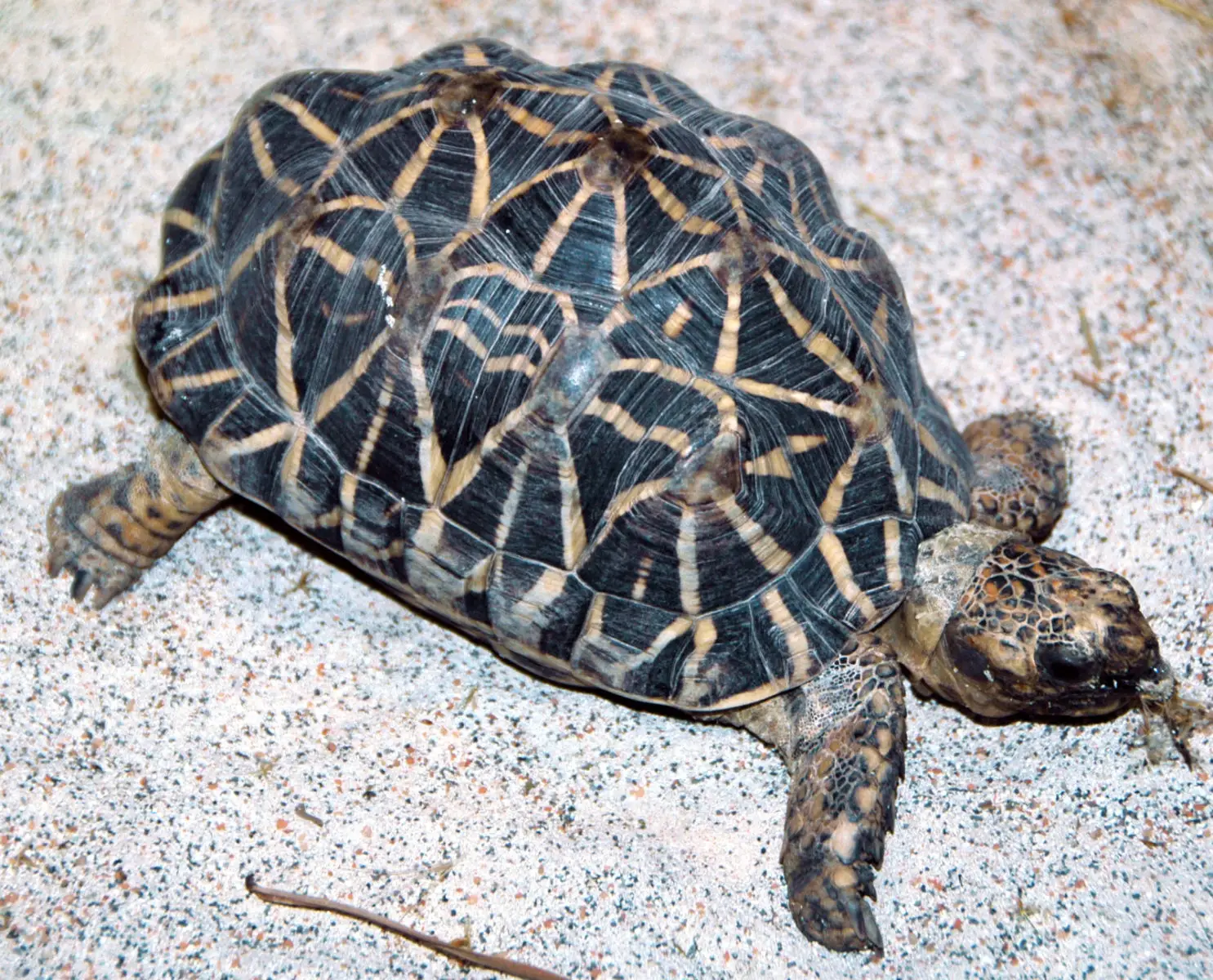 Indian-Star-Tortoise 03