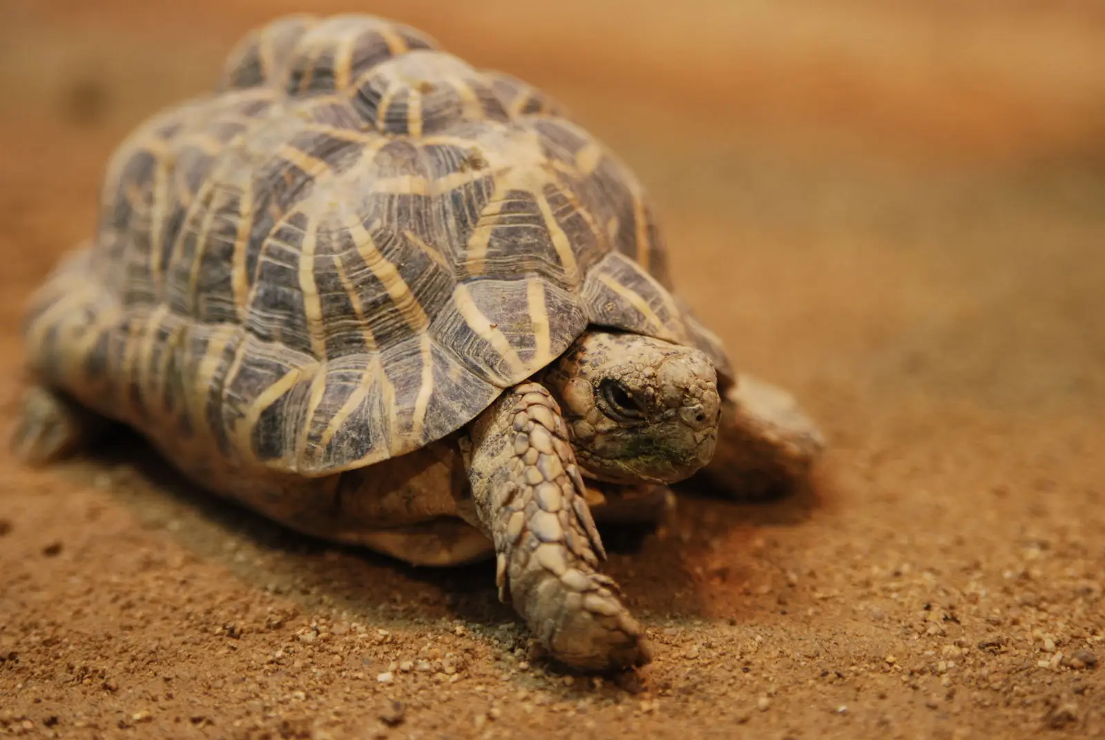 Indian-Star-Tortoise 04