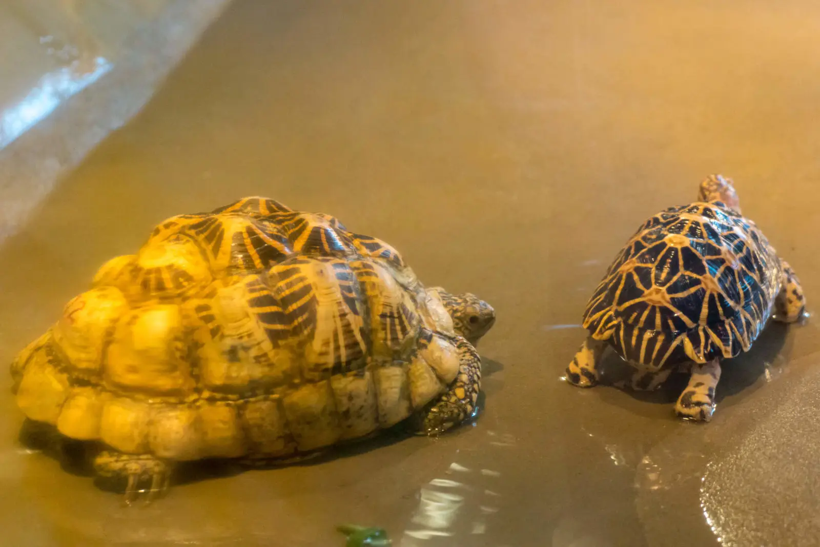 Indian-Star-Tortoise 05