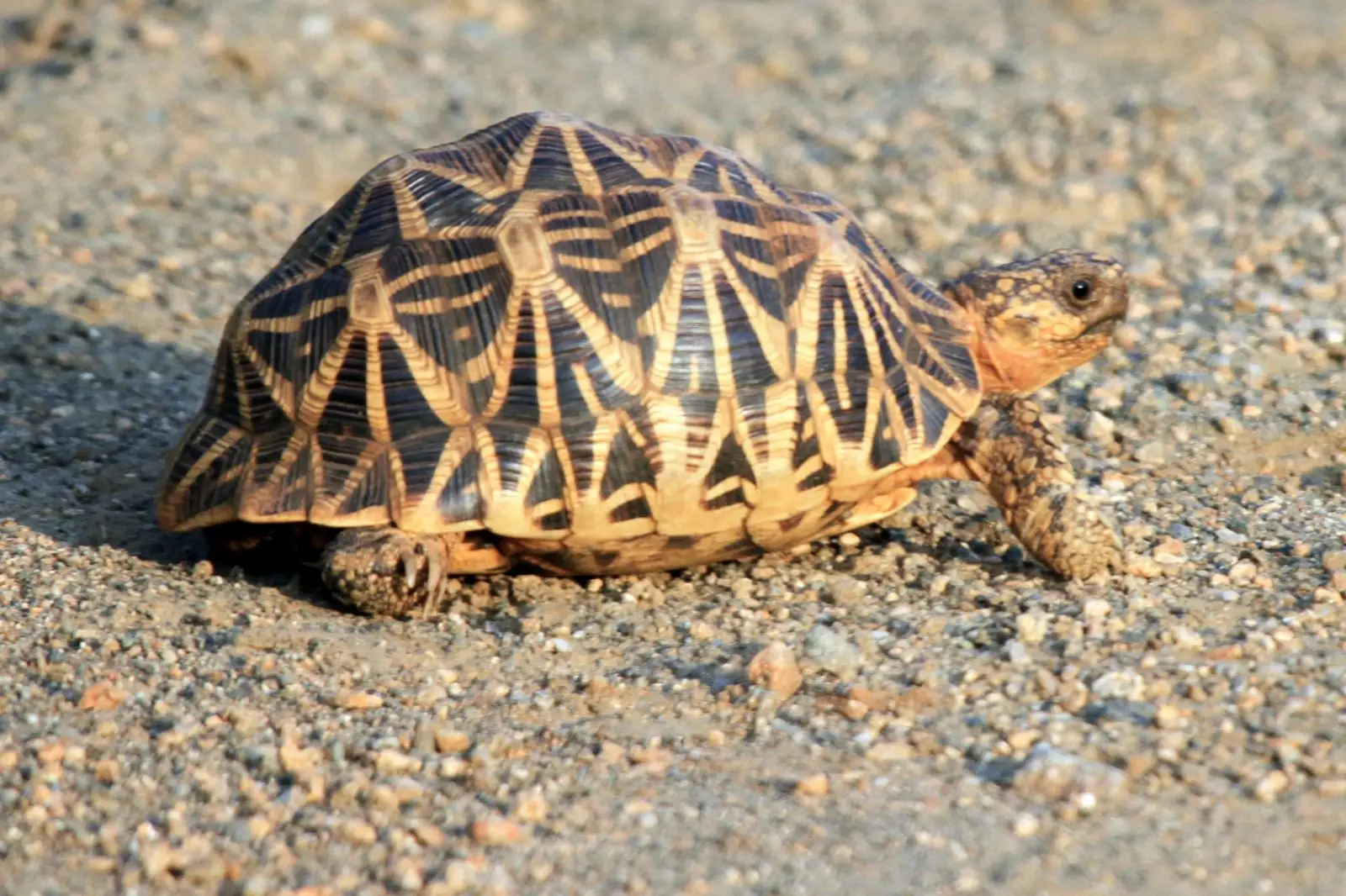 Indian-Star-Tortoise 06