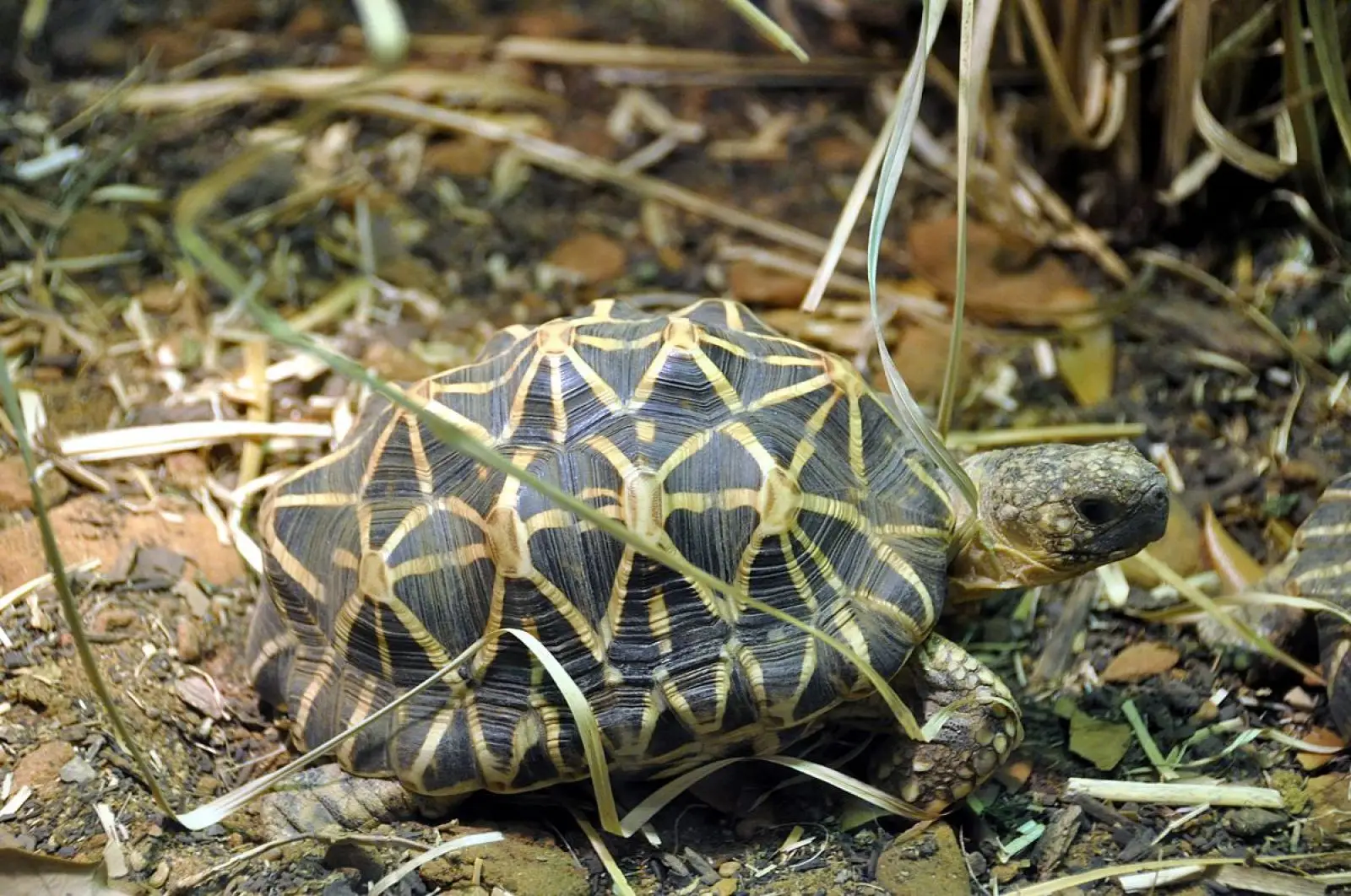 Indian-Star-Tortoise 07