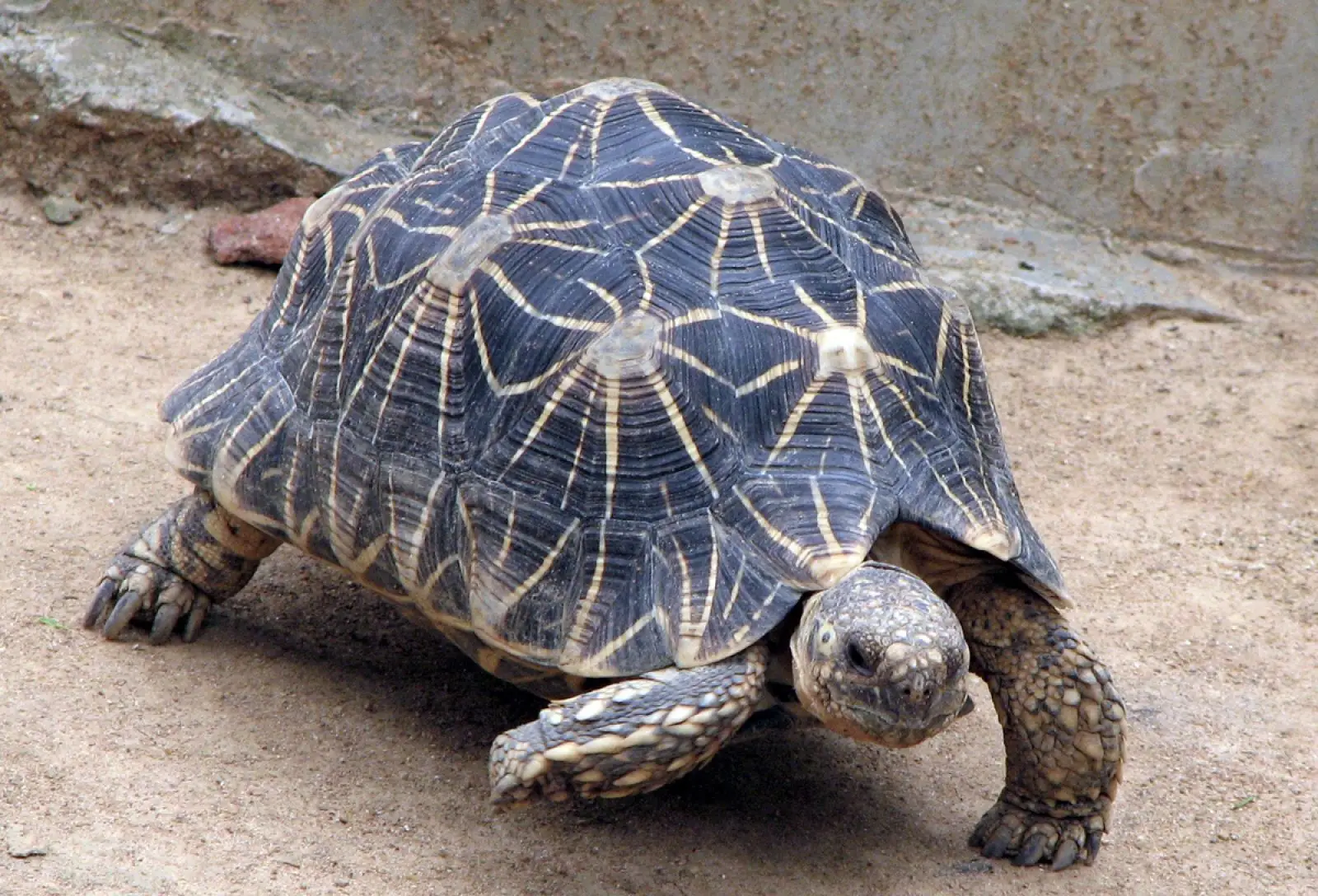 Indian-Star-Tortoise 08
