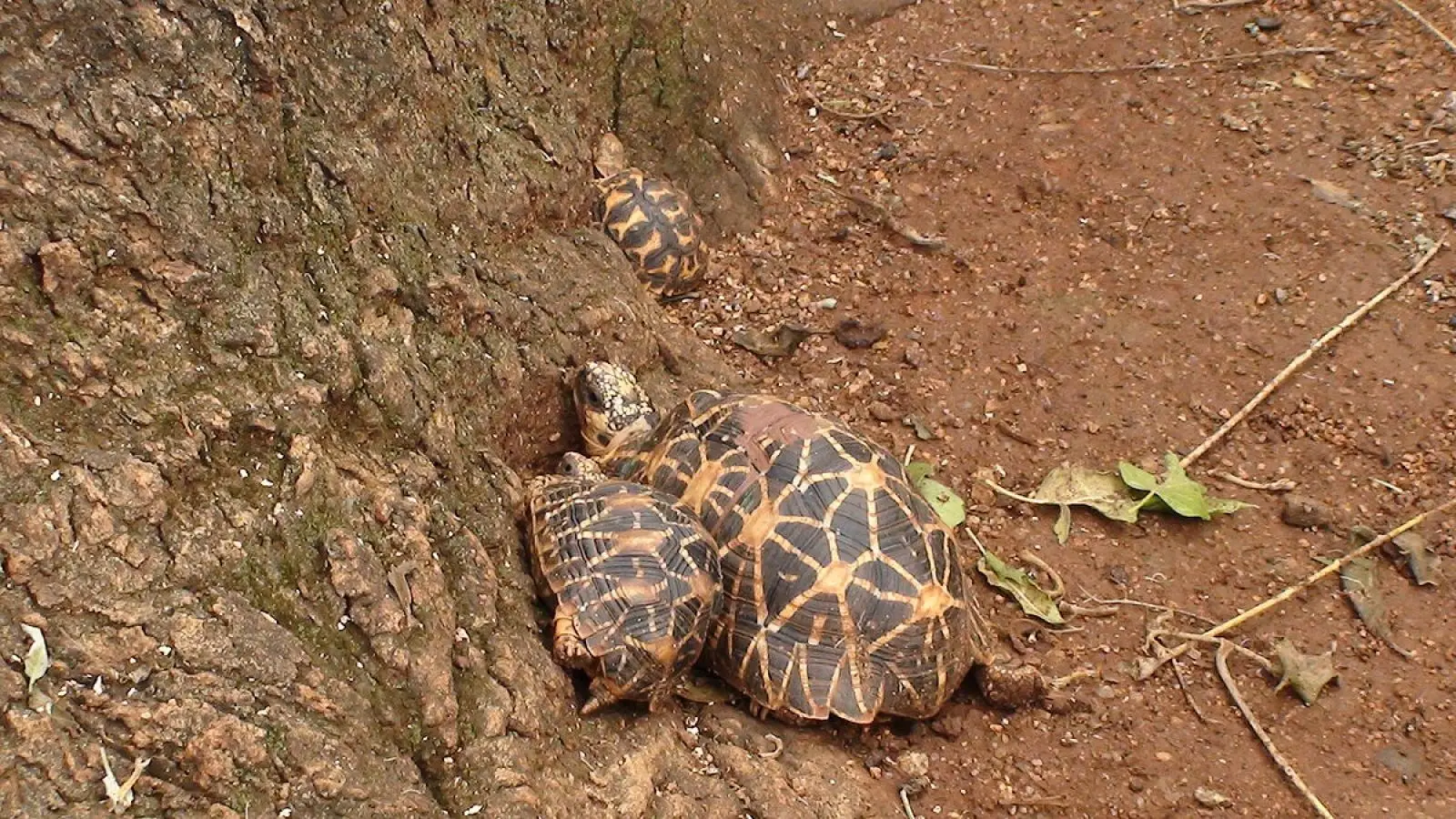 Indian-Star-Tortoise 09