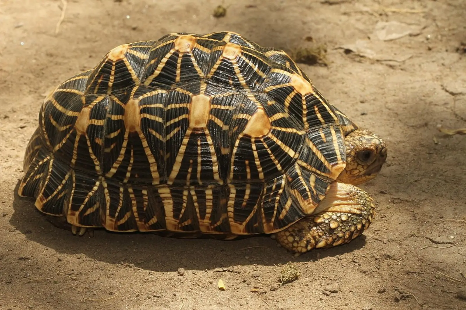 Indian-Star-Tortoise 10