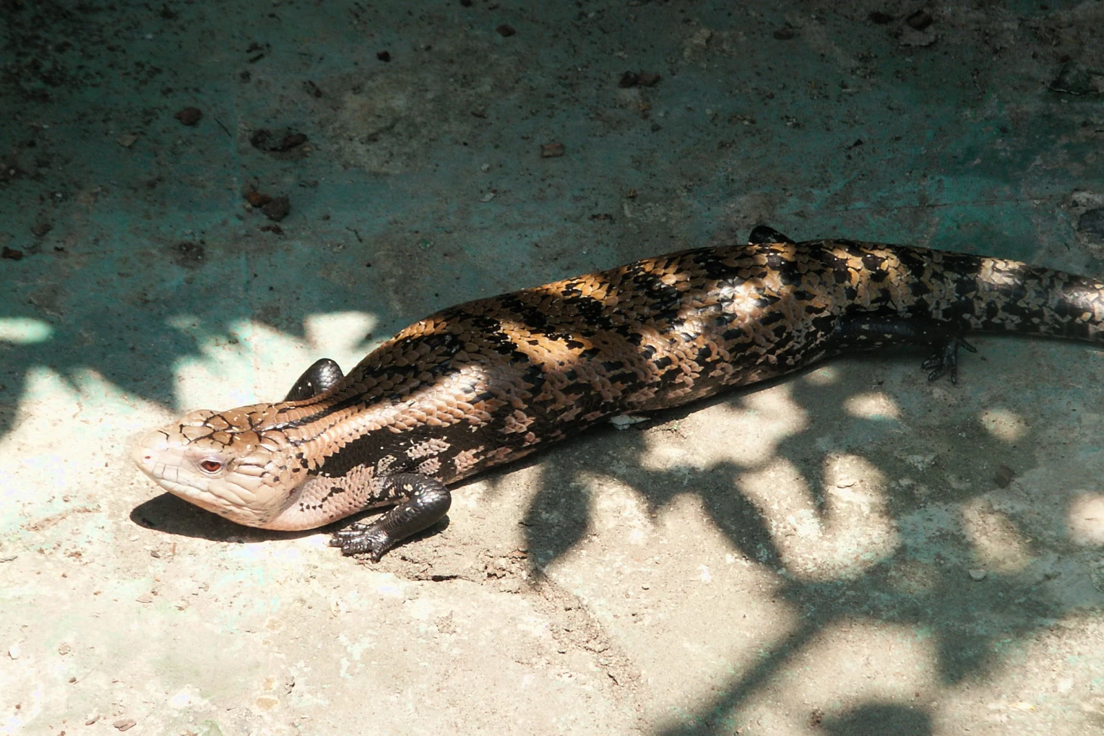 Indonesian-Blue-Tongued-Skink 01