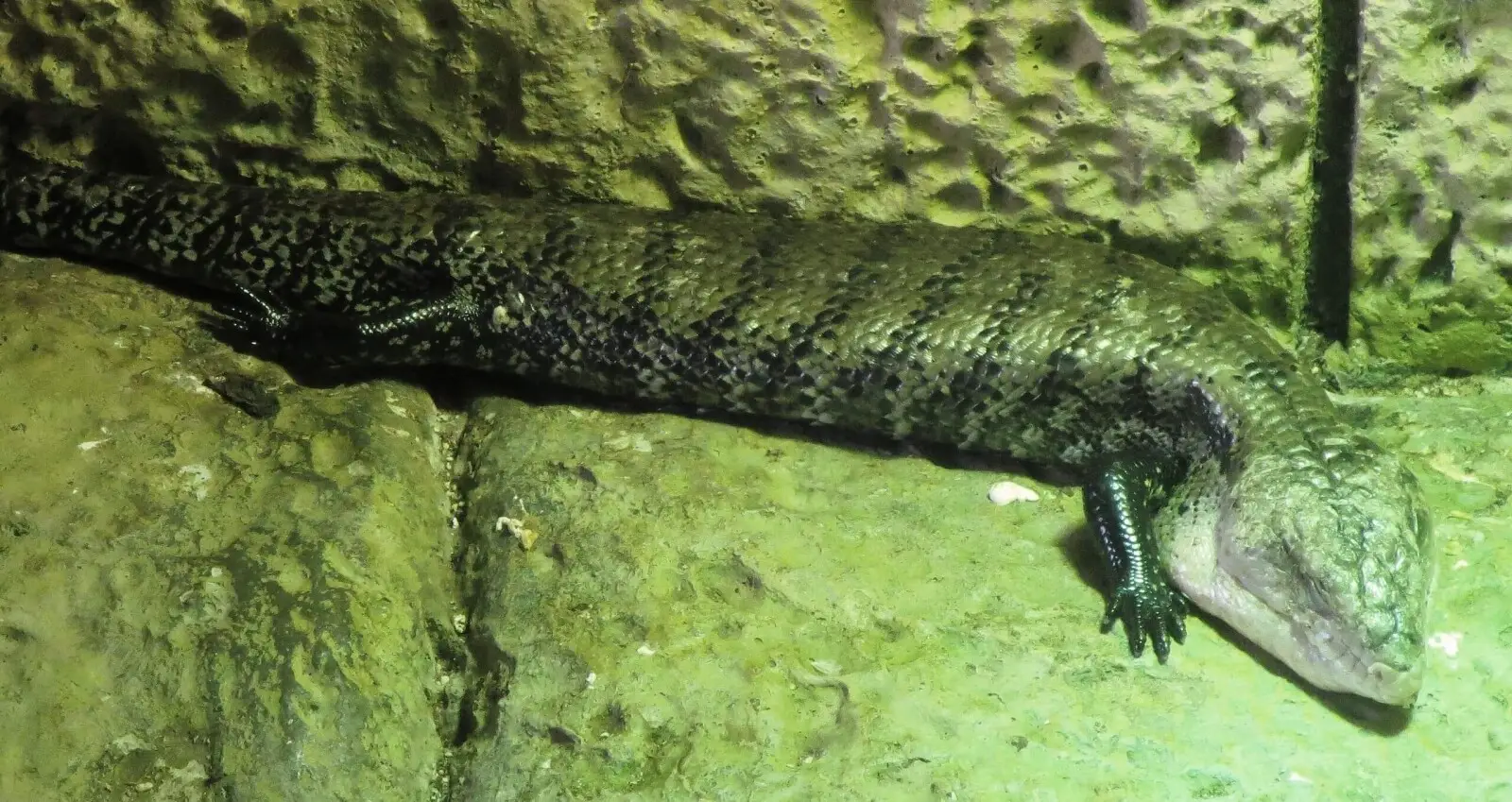 Indonesian-Blue-Tongued-Skink 02