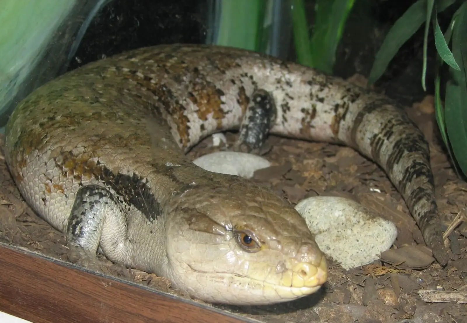 Indonesian-Blue-Tongued-Skink 03