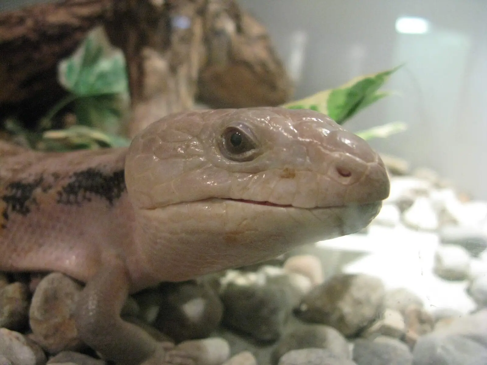 Indonesian-Blue-Tongued-Skink 04