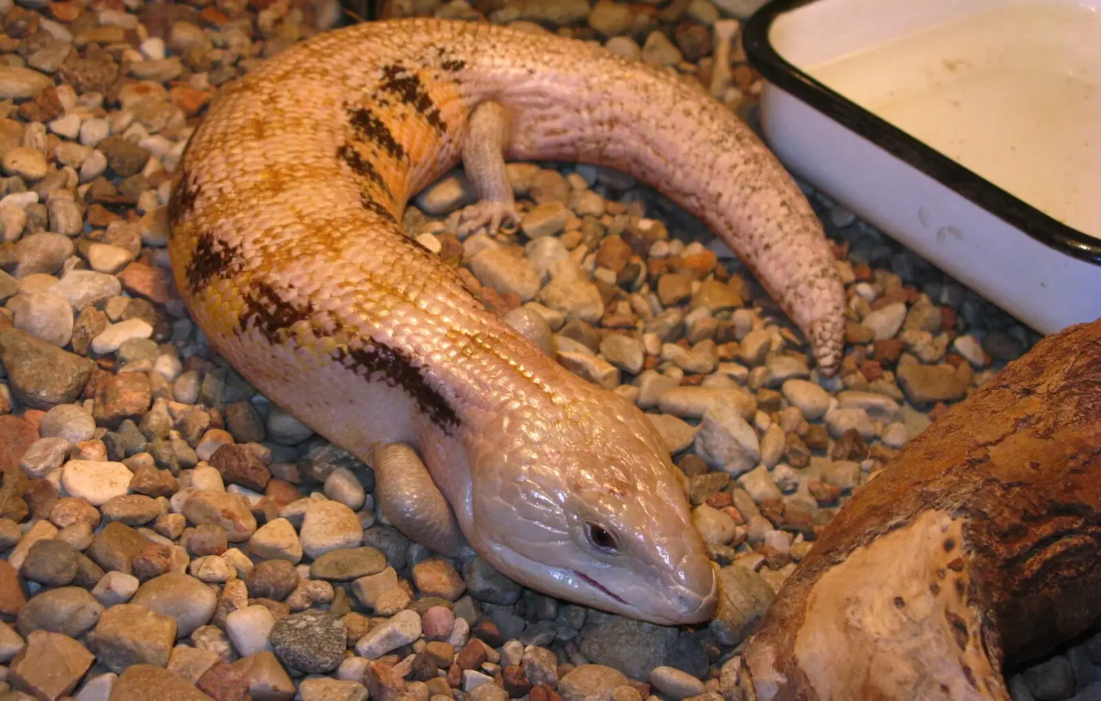 Indonesian-Blue-Tongued-Skink 05