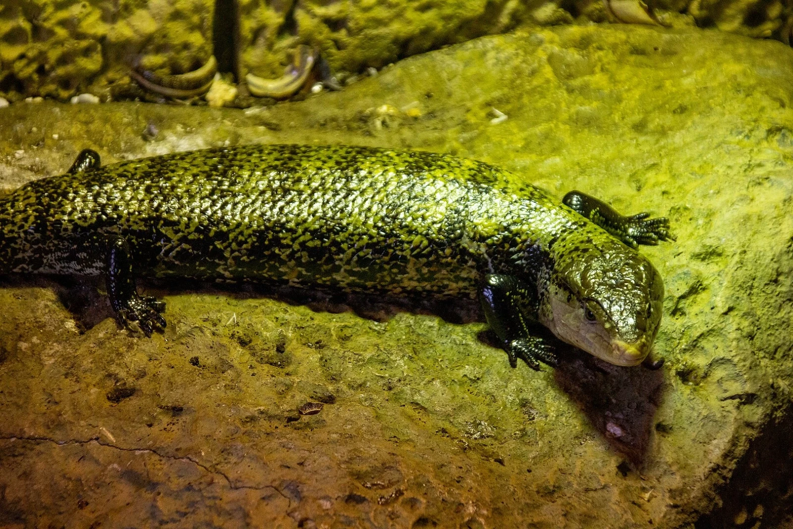 Indonesian-Blue-Tongued-Skink 06