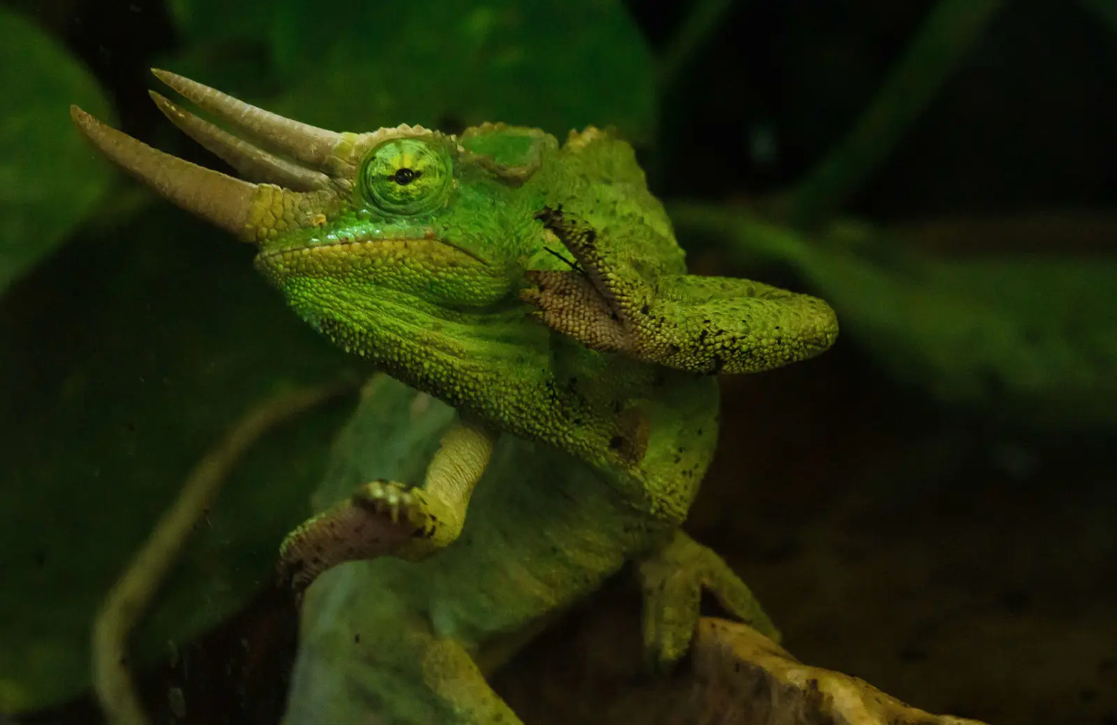 Le caméléon de Jackson, seigneur cornu des forêts kényanes
