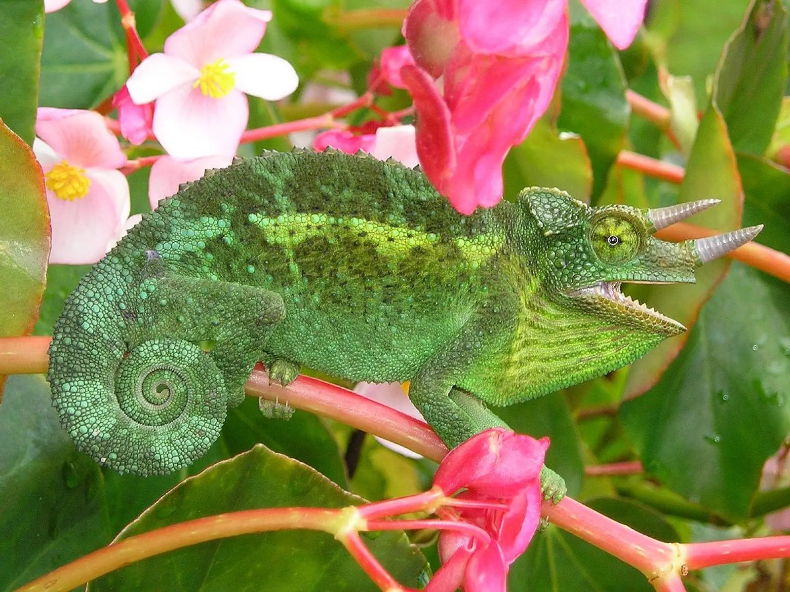 Caméléon de Jackson