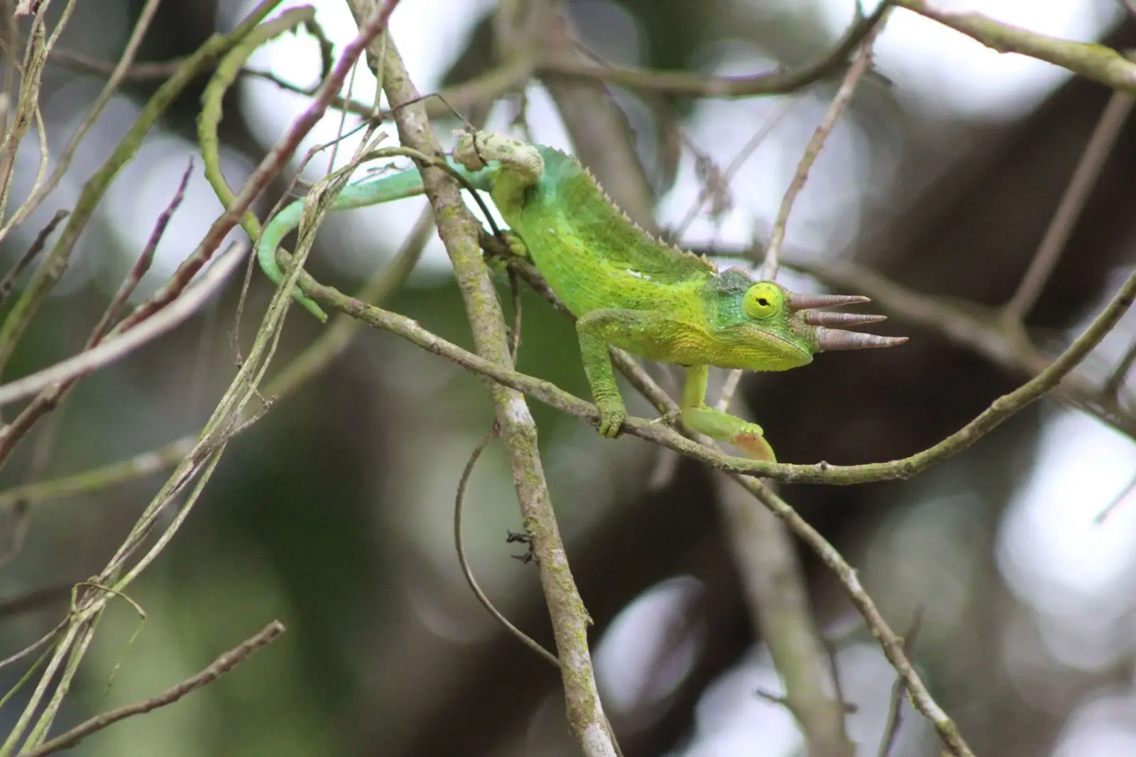 Caméléon de Jackson