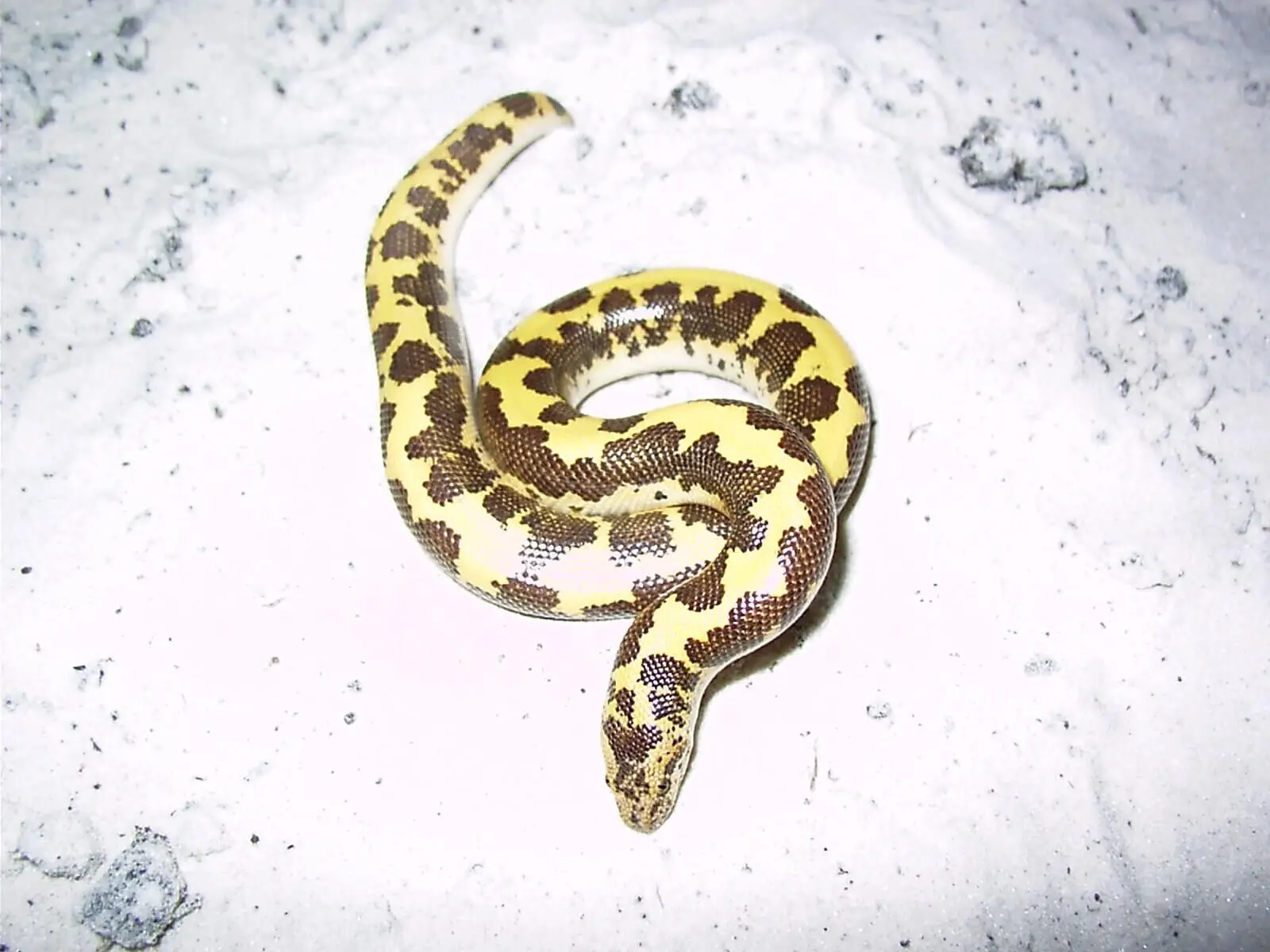 Boa des sables : le serpent qui fait le mort