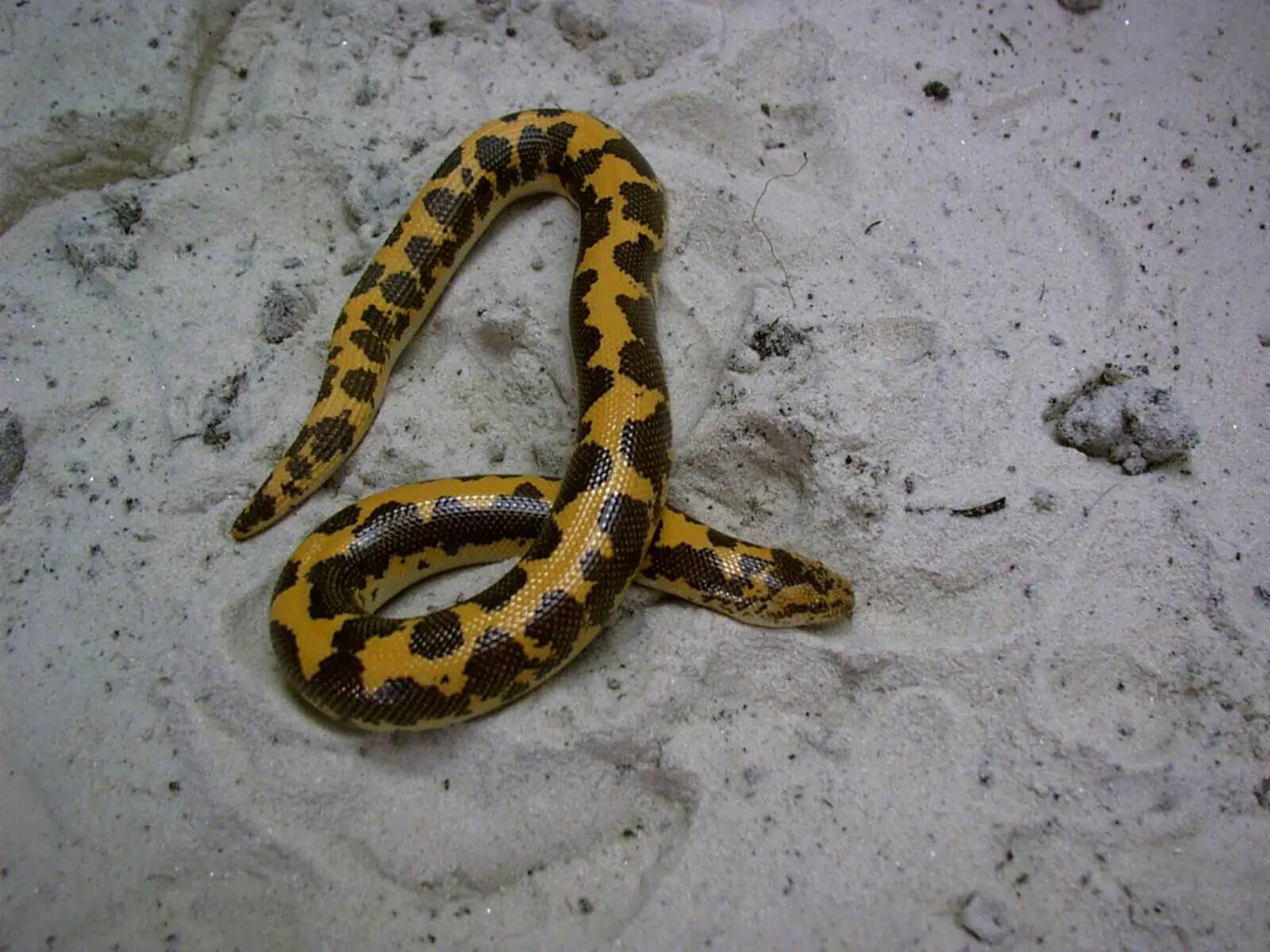 Boa des sables du Kenya