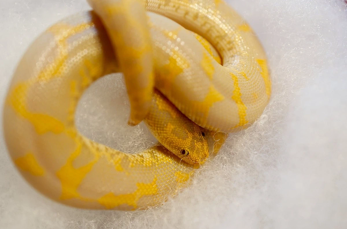 Boa des sables du Kenya