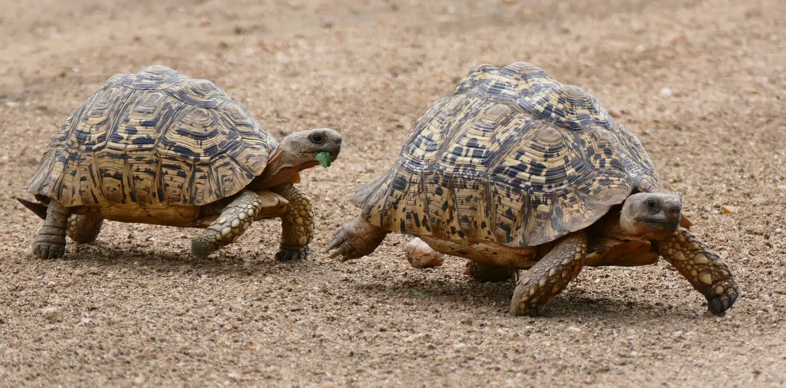 Leopard-Tortoise 01