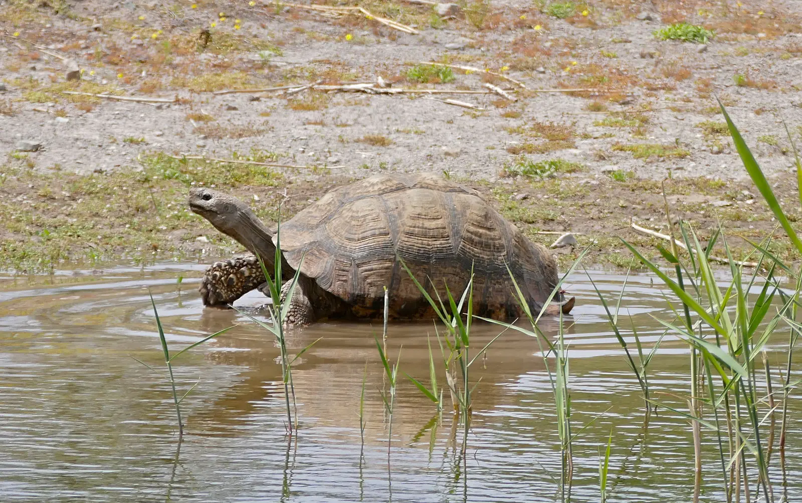 Leopard-Tortoise 02