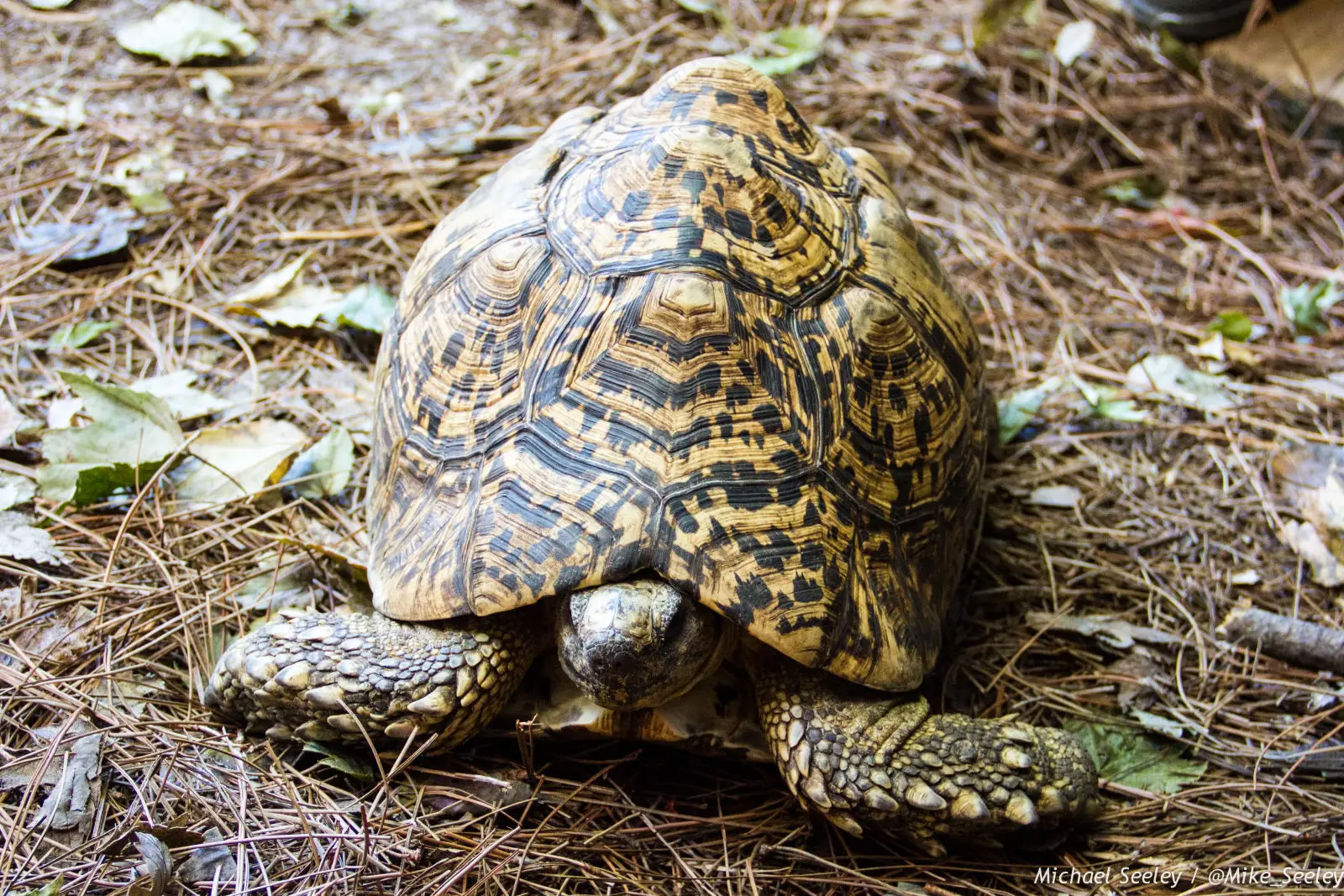 Leopard-Tortoise 03