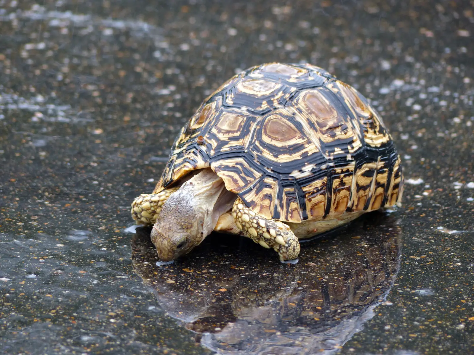 Leopard-Tortoise 04