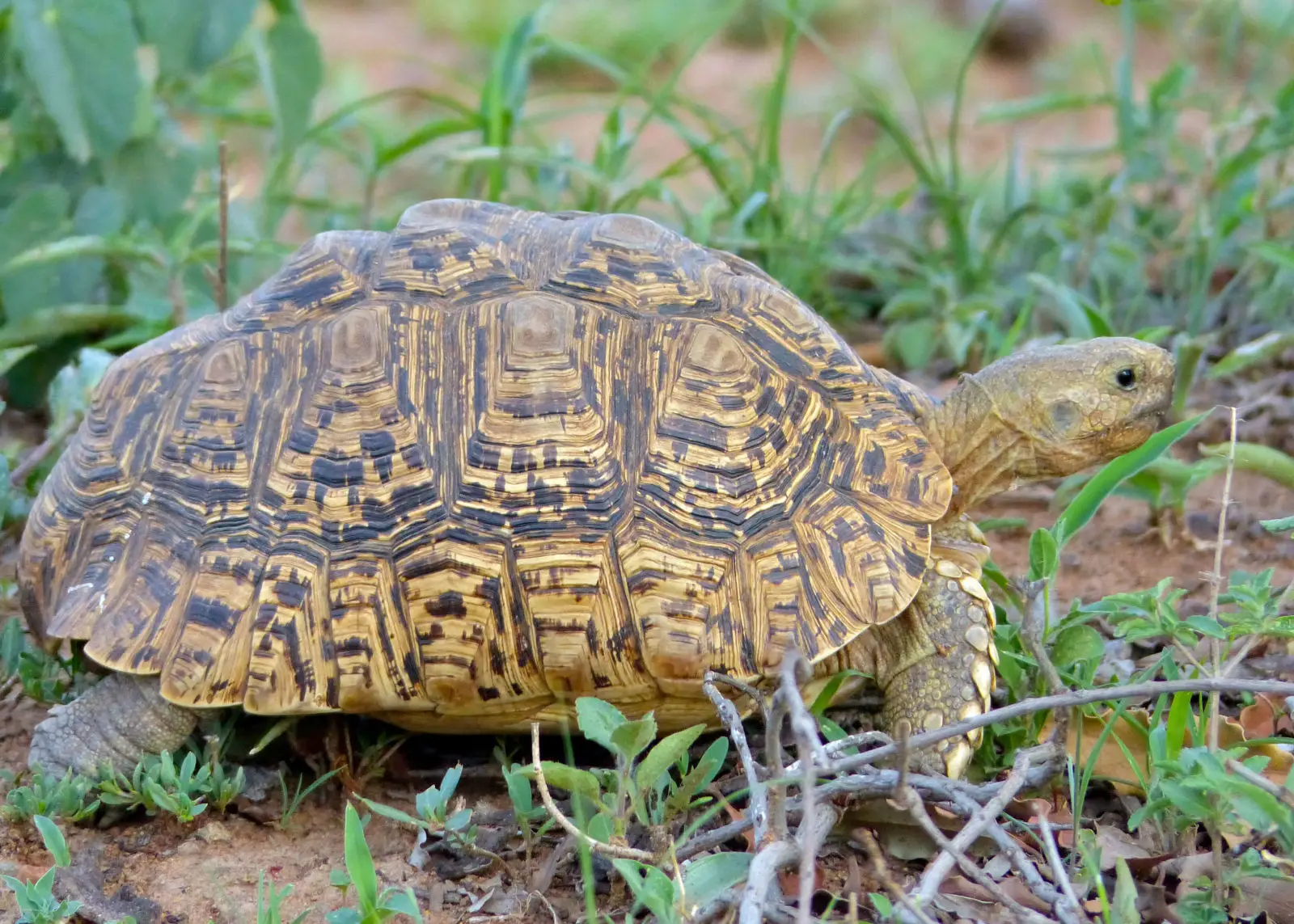 Leopard-Tortoise 05
