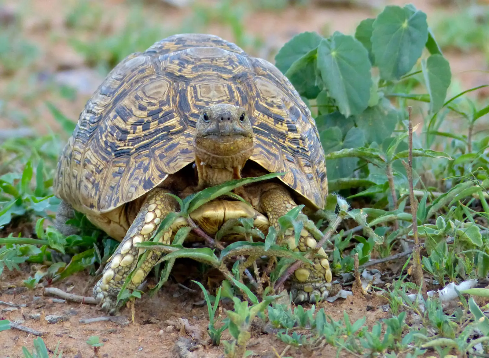 Leopard-Tortoise 06