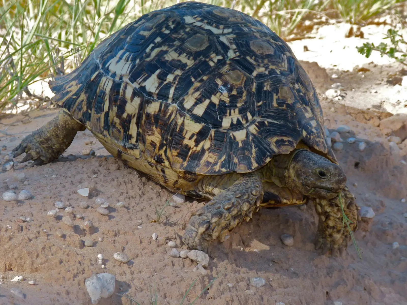 Leopard-Tortoise 07