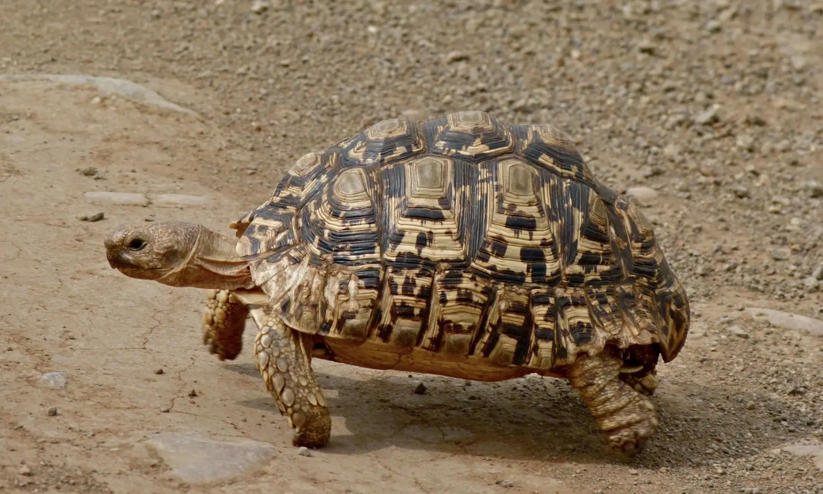 Leopard-Tortoise 08