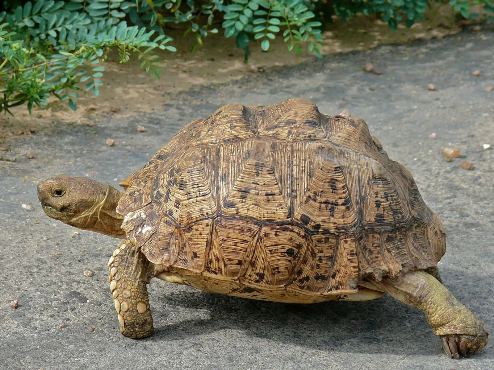 Leopard-Tortoise 09