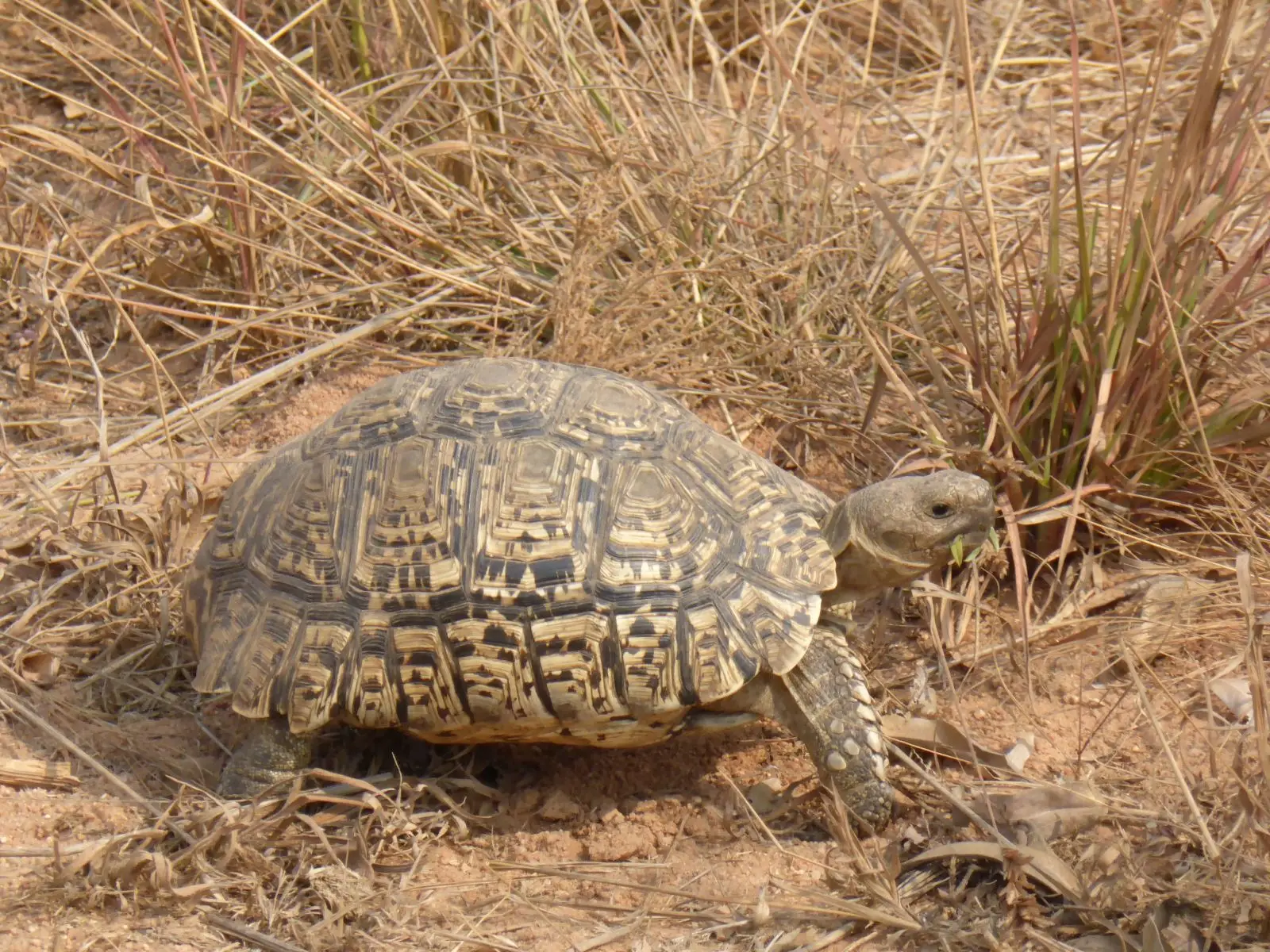 Leopard-Tortoise 10