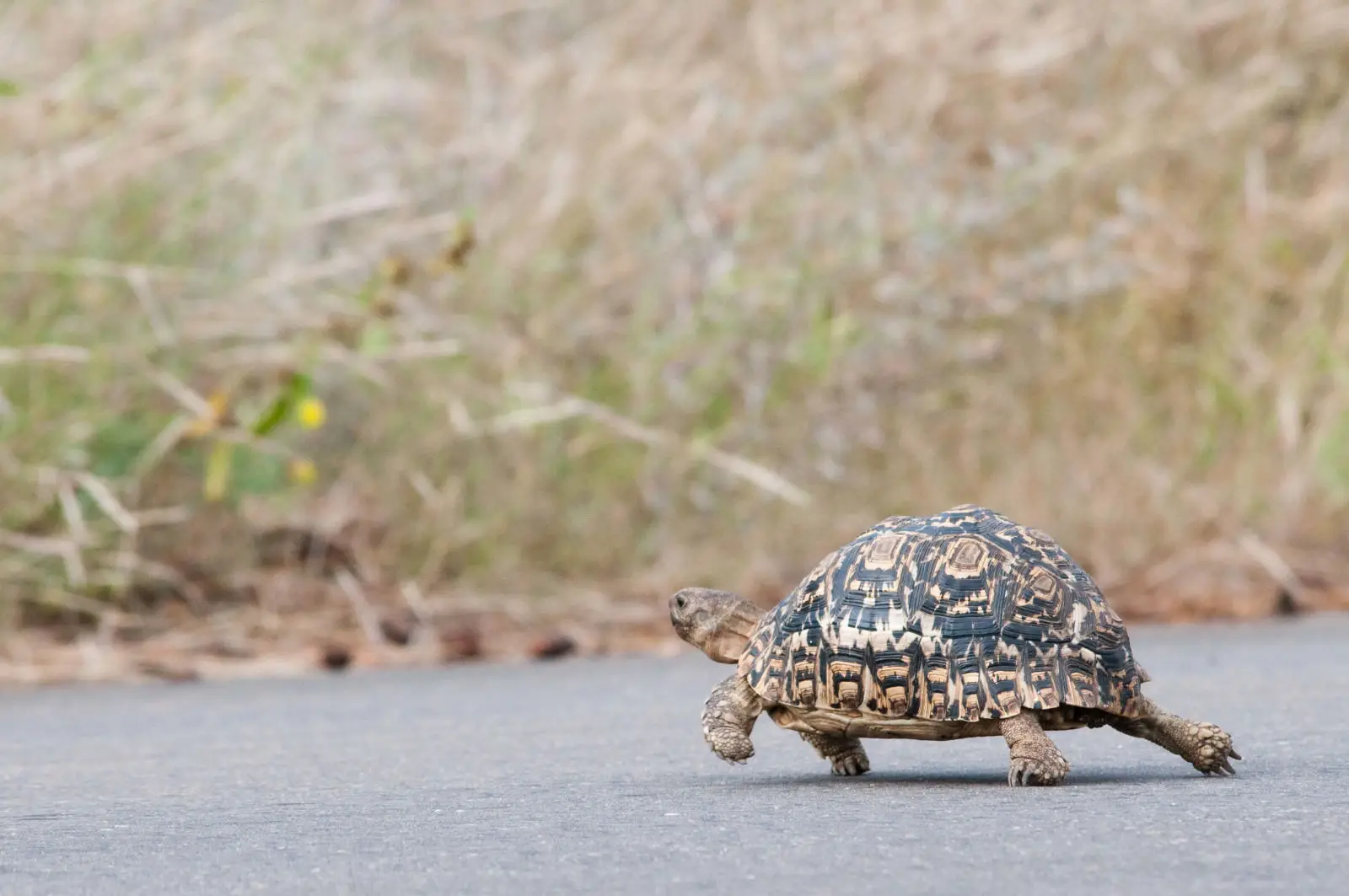 Leopard-Tortoise 11