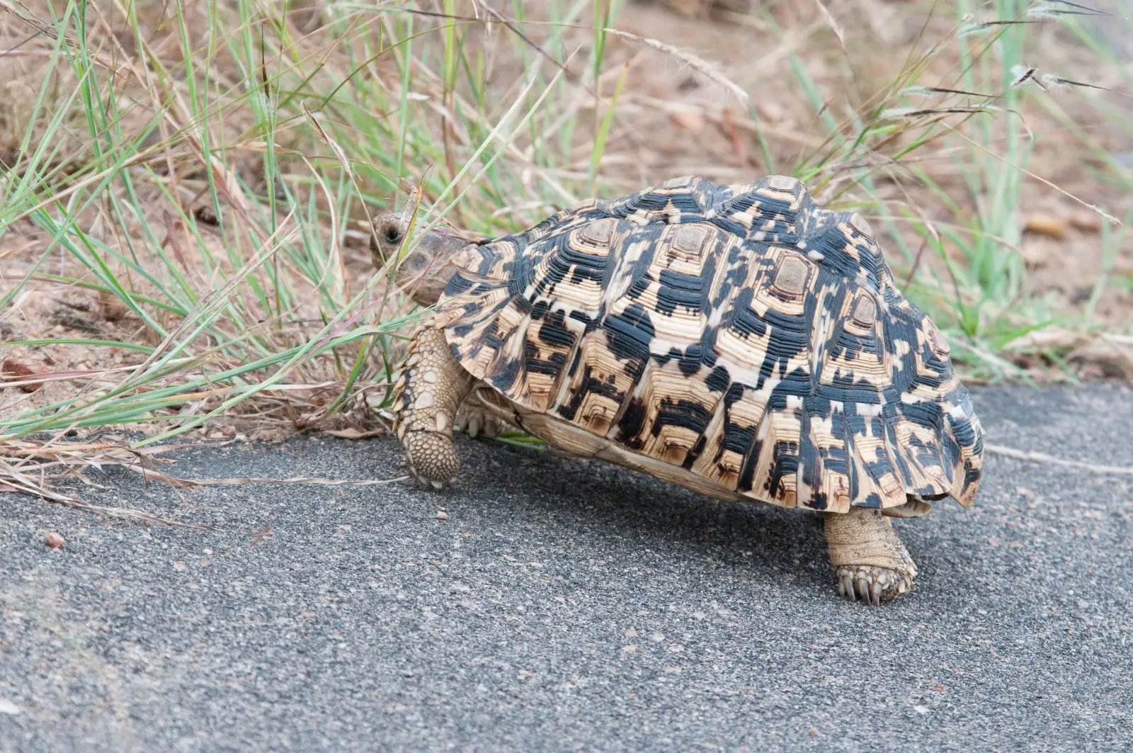Leopard-Tortoise 12